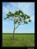 Nom du fichier : arbres dans les champs.jpg
Poids du fichier : 122Ko
Dimensions : 597x772
Ajouté le : Mai 29, 2005 arbres dans les champs.jpg
