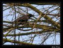 Nom du fichier : corbeau.jpg
Poids du fichier : 180Ko
Dimensions : 772x597
Ajouté le : Avr 01, 2005 corbeau.jpg