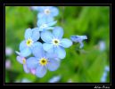 Nom du fichier : fleur.jpg
Poids du fichier : 136Ko
Dimensions : 772x597
Ajouté le : Avr 24, 2005 fleur.jpg