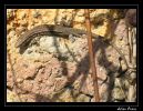 Nom du fichier : lezard.jpg
Poids du fichier : 193Ko
Dimensions : 772x597
Ajouté le : Avr 01, 2005 lezard.jpg