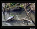 Nom du fichier : tortue.jpg
Poids du fichier : 179Ko
Dimensions : 772x597
Ajouté le : Avr 01, 2005 tortue.jpg