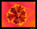 Nom du fichier : tulipe.jpg
Poids du fichier : 125Ko
Dimensions : 772x597
Ajouté le : Avr 24, 2005 tulipe.jpg