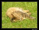 Nom du fichier : vie de chat.jpg
Poids du fichier : 224Ko
Dimensions : 772x597
Ajouté le : Avr 01, 2005 vie de chat.jpg